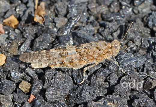 Acrotylus longipes, grasshopper, Alan Prowse,  Lanzarote February 2011